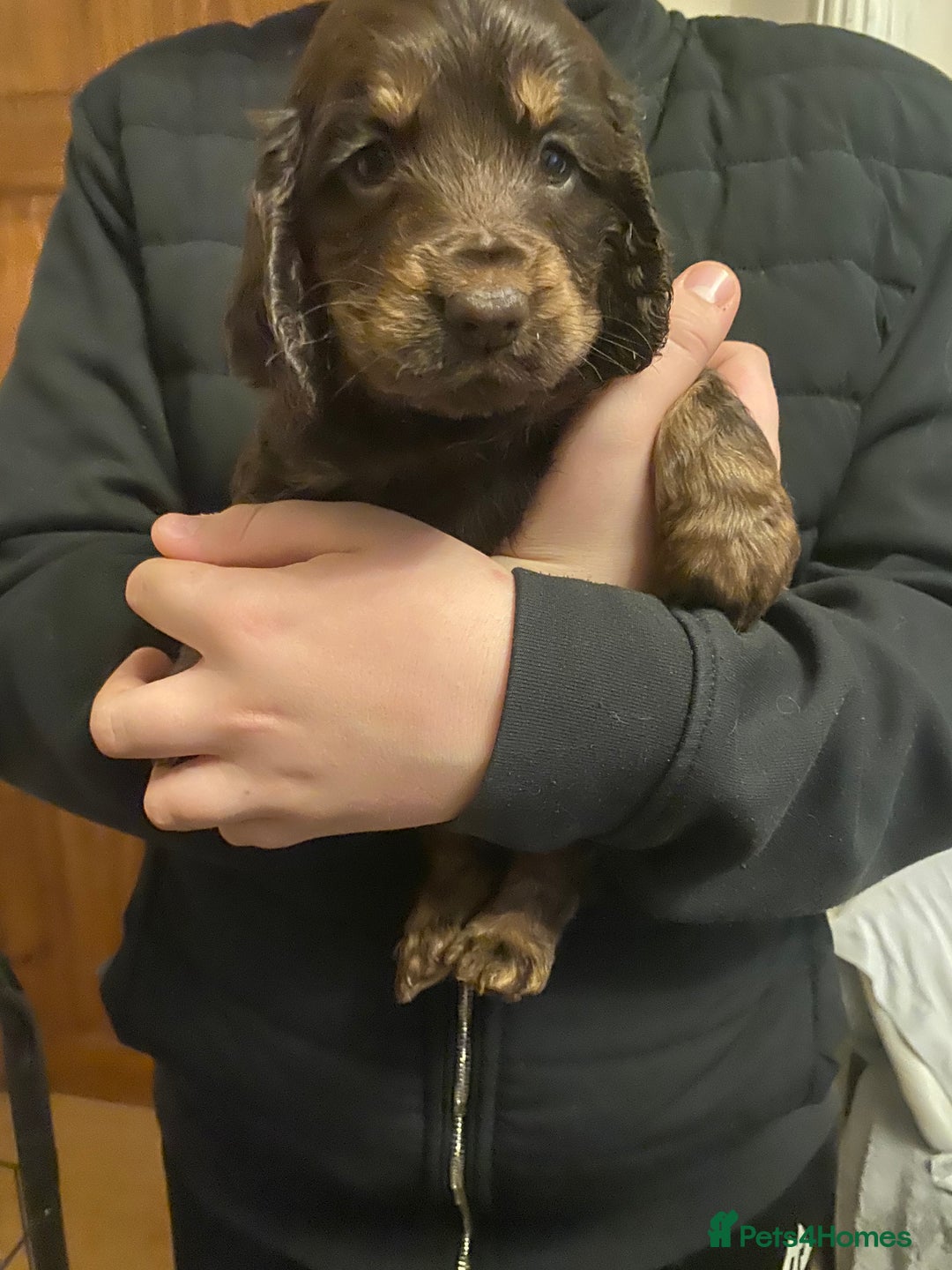 Cocker Spaniel dogs for sale: KC Registered Show Type Cocker Spaniels - Advert 5