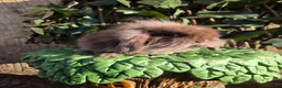 Mini Lion Lop rabbits for sale: Mini lion lops - Advert 12