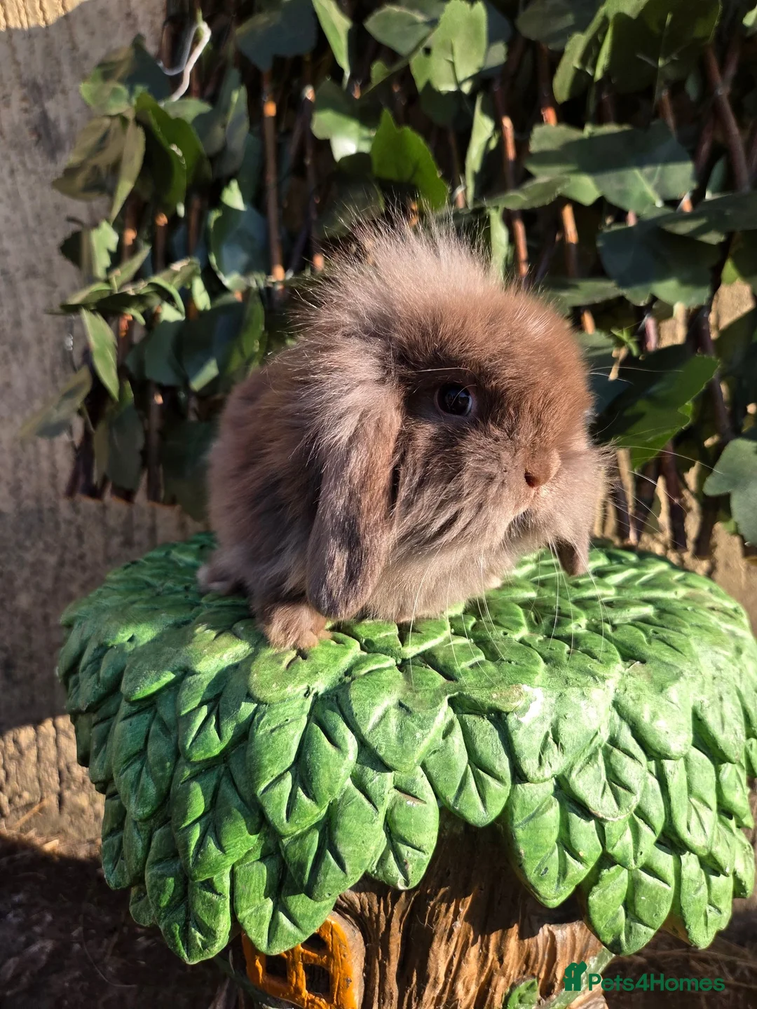 Mini Lion Lop rabbits for sale: Mini lion lops - Advert 21