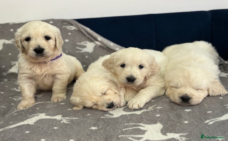 Golden Retriever dogs - Advert 1