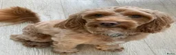 Cockapoo dogs for sale: Cockapoo Heidi - Advert 5