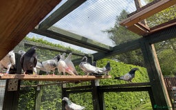 Pigeons birds for sale: Pakistani pigeons for sale  - Image 9