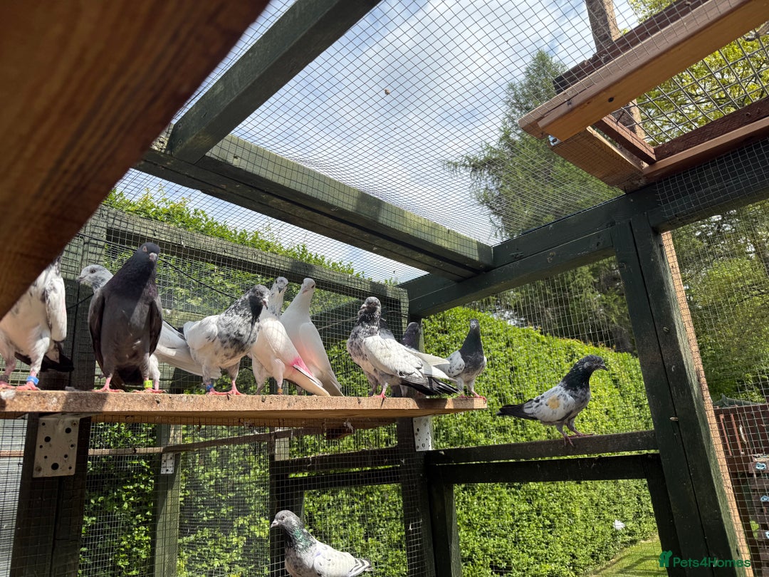 Pigeons birds for sale: Pakistani pigeons for sale  - Image 9