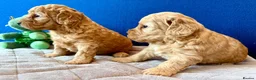 Cockapoo dogs for sale: Cockapoo puppy's from health checked parents - Advert 21