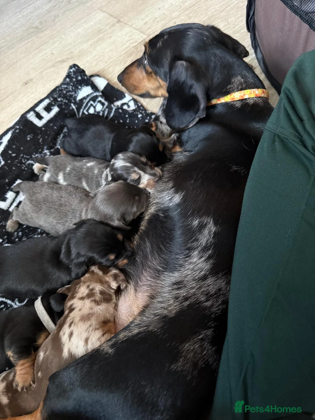 Dachshund dogs for sale: 🐾Beautiful Dachshund Puppies🐾 - Advert 2