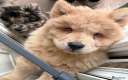 Chow Chow dogs for sale: 2 Beautiful Male Chow Chow Puppies for sale  - Image 7