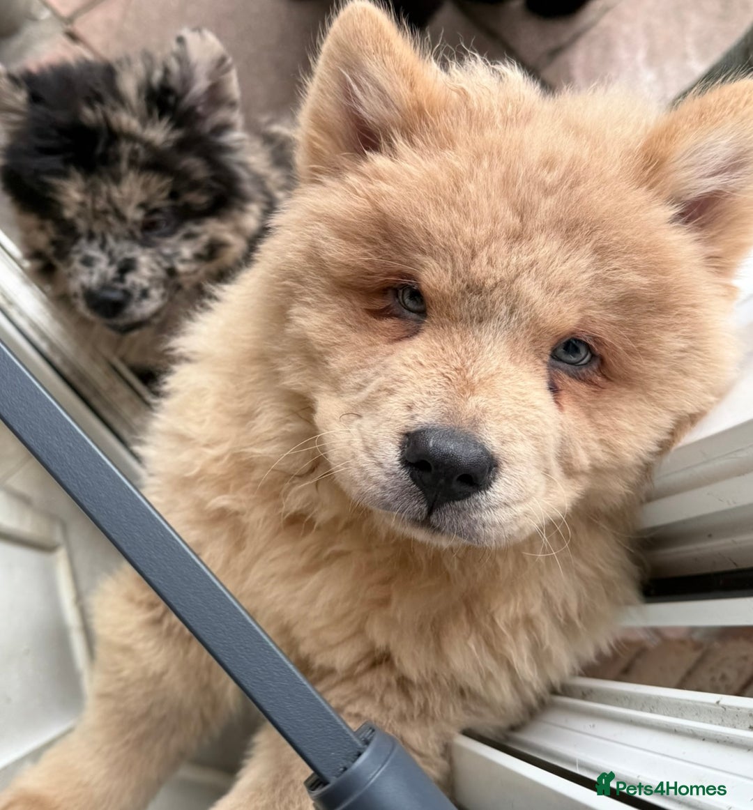 Chow Chow dogs for sale: 2 Beautiful Male Chow Chow Puppies for sale  - Image 7