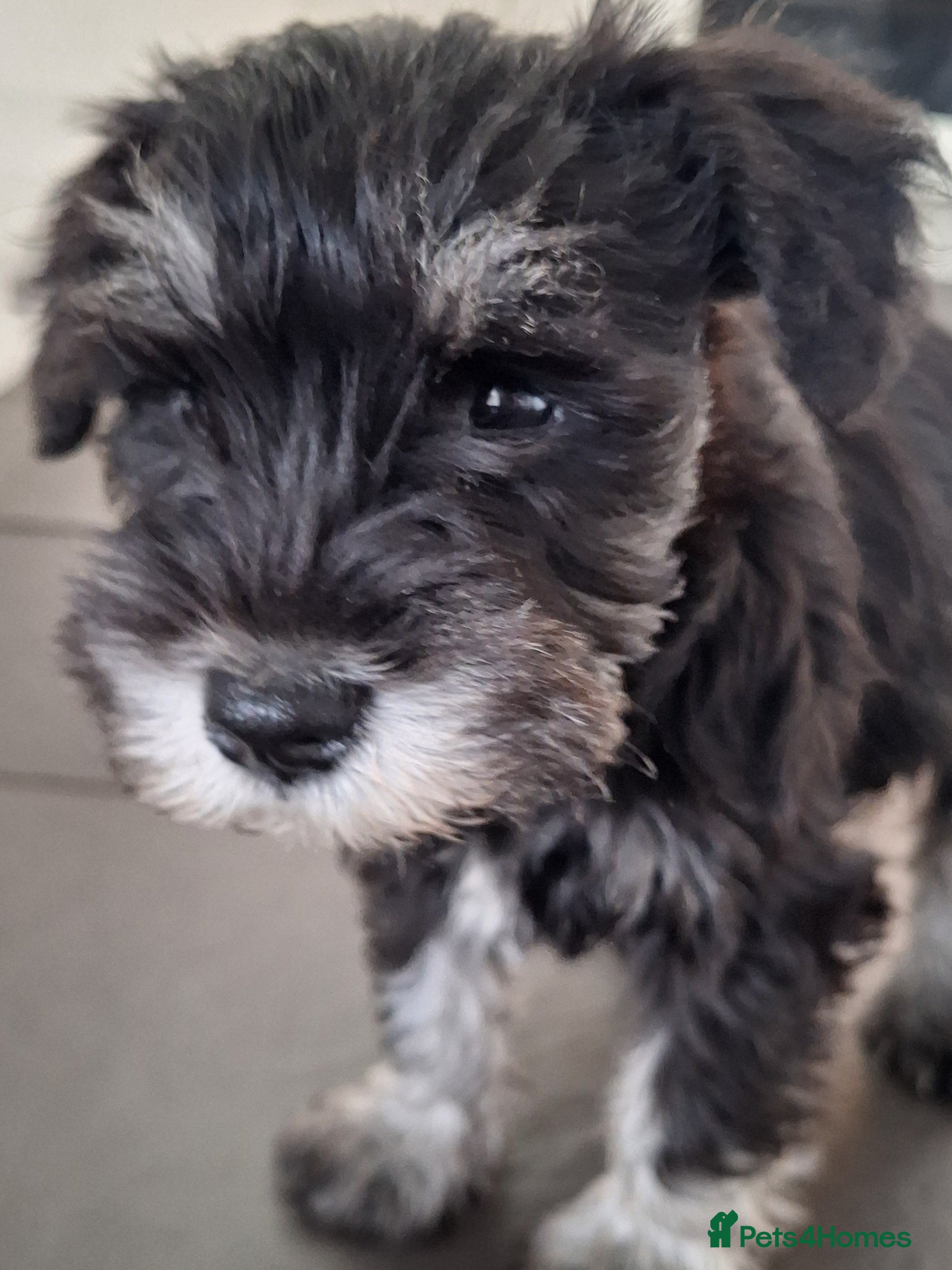 Miniature Schnauzer dogs 1 beautiful girl ready for her new forever home - Advert 4