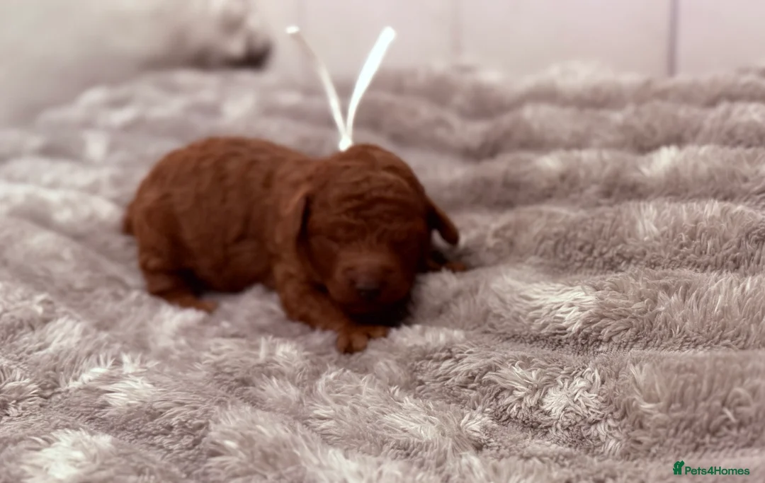 Cavapoo dogs for sale: Beautiful litter of 8 Cavapoos  - Advert 1