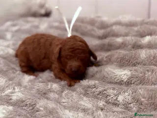 Cavapoo dogs Beautiful litter of 8 Cavapoos - Advert 6