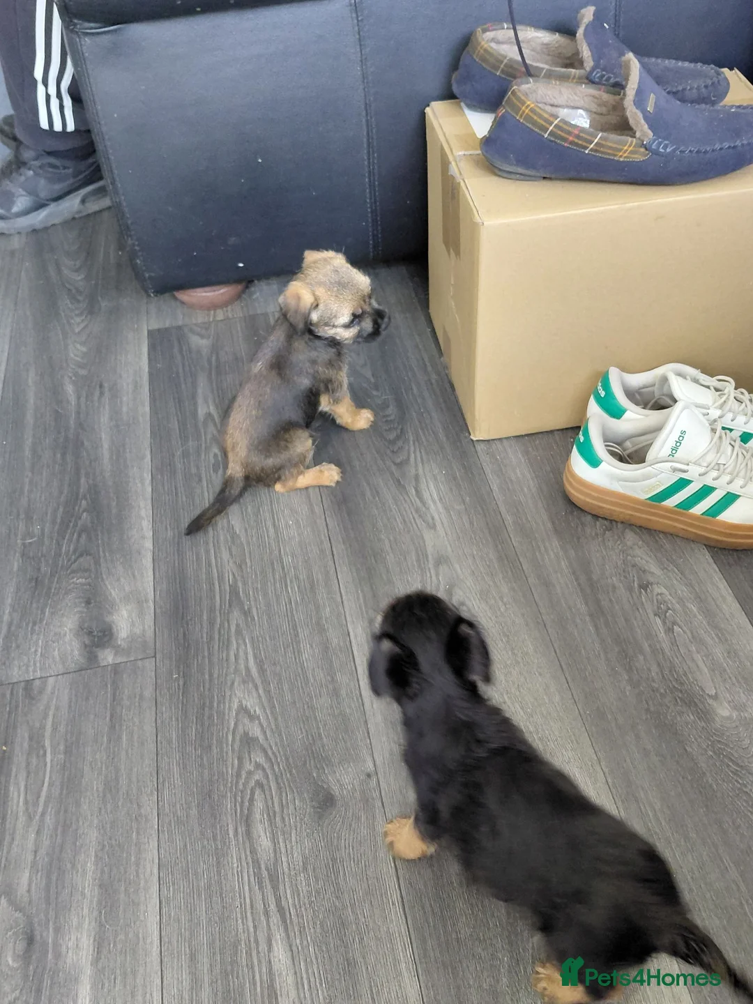 Mixed Breed dogs for sale: Border terrier  - Advert 2