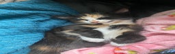 Mixed Breed cats for sale: Kitten and Accessories! - Advert 1