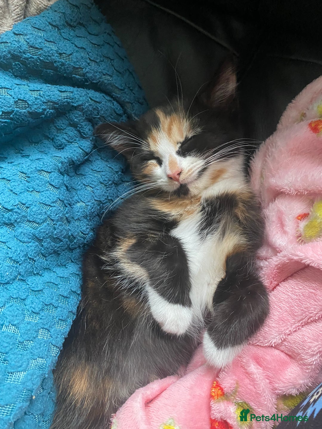 Mixed Breed cats for sale: Kitten and Accessories! - Advert 1