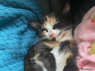 Mixed Breed cats Kitten and Accessories! - Advert 1
