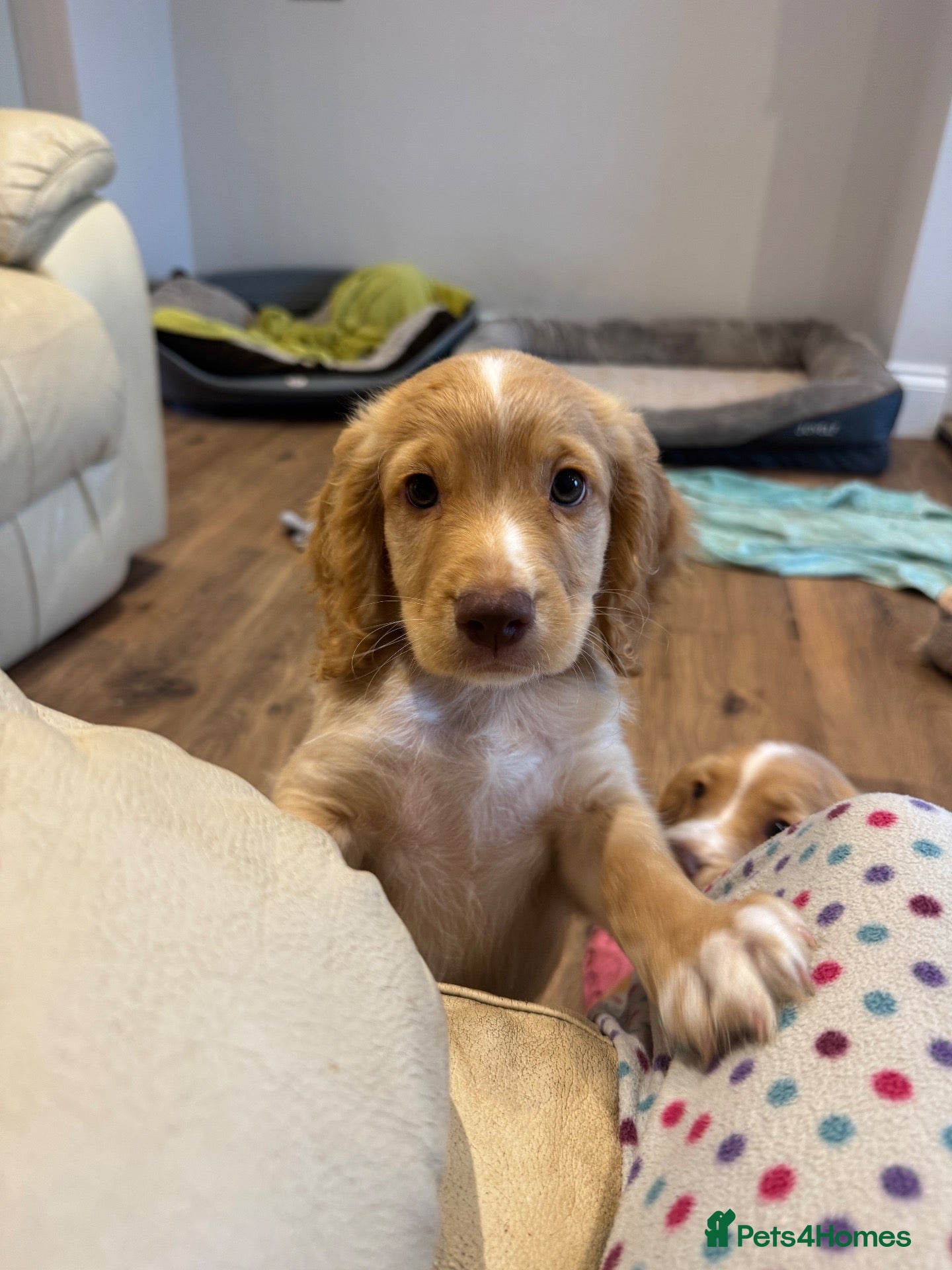 Sprocker dogs Gorgeous Sprocker Spaniel Puppies - Advert 2