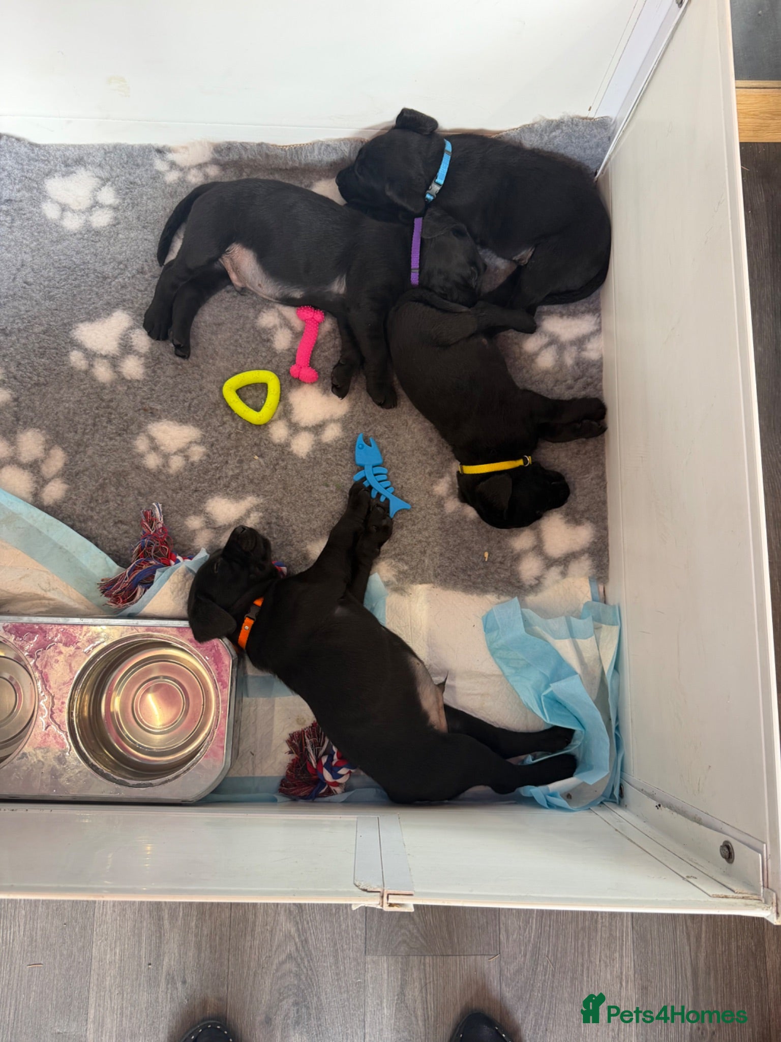 Labrador Retriever dogs Black Labrador pups boys and girls - Advert 2