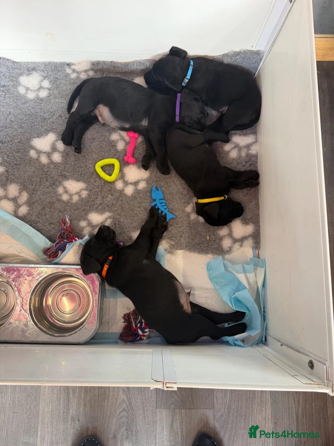 Labrador Retriever dogs for sale: Black Labrador pups boys and girls - Advert 2