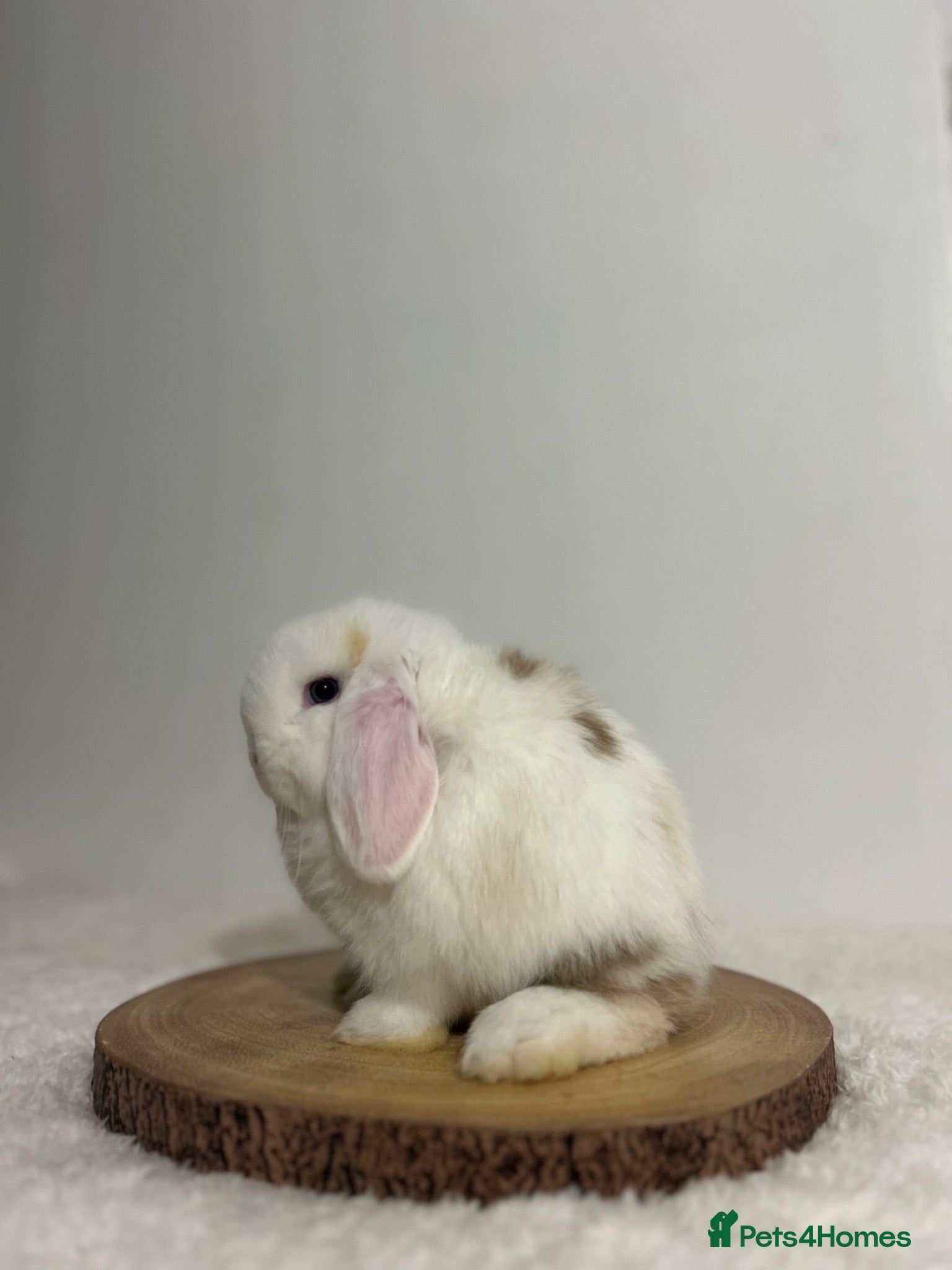 Mini Lop rabbits Purebred minilops ready to leave - Advert 1