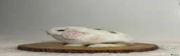 Mini Lop rabbits for sale: Purebred minilops ready to leave - Advert 1