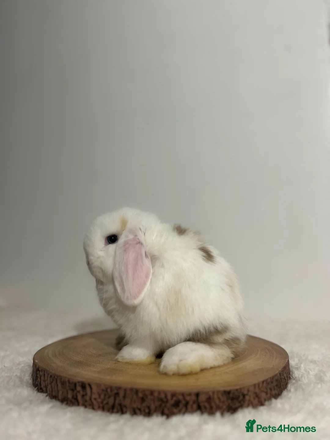 Mini Lop rabbits for sale: Purebred minilops ready to leave - Advert 1