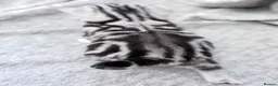 British Shorthair cats for sale: GCCF British shorthair silver tabby female kitten  - Advert 4