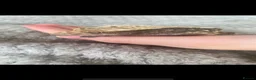 Gecko reptiles for sale: Crested Gecko in Ferndown - Advert 4