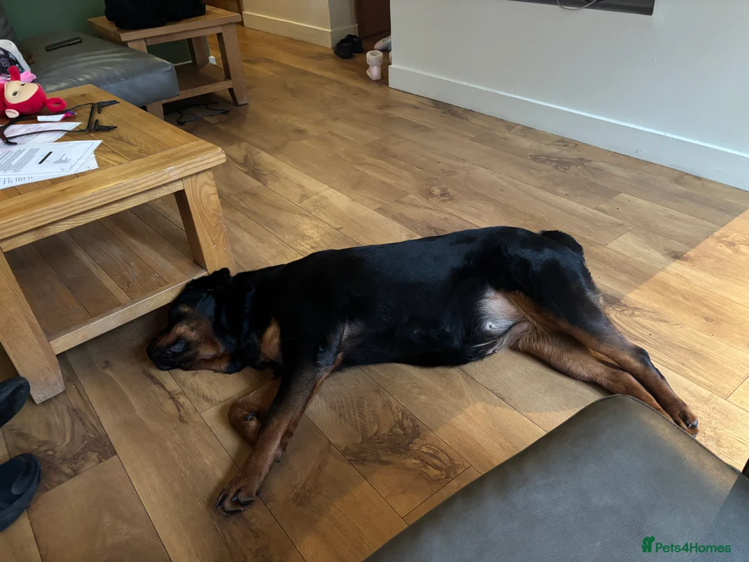 Rottweiler dogs for sale: Rottweiler  - Advert 2