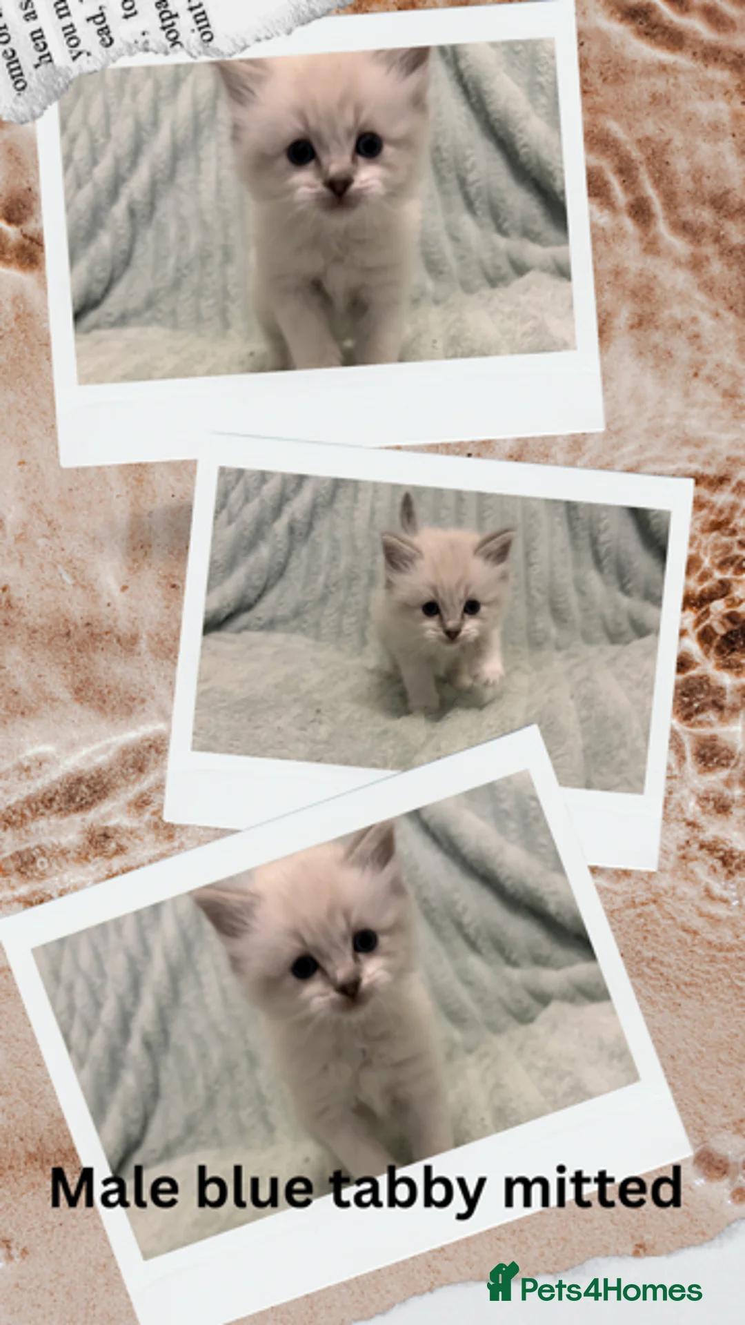 Ragdoll cats for sale: 4 Beautiful Ragdoll Kittens   - Advert 5