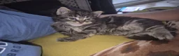 Norwegian Forest Cat cats for sale: Norwegian forest cat X marbled bengal - Advert 17