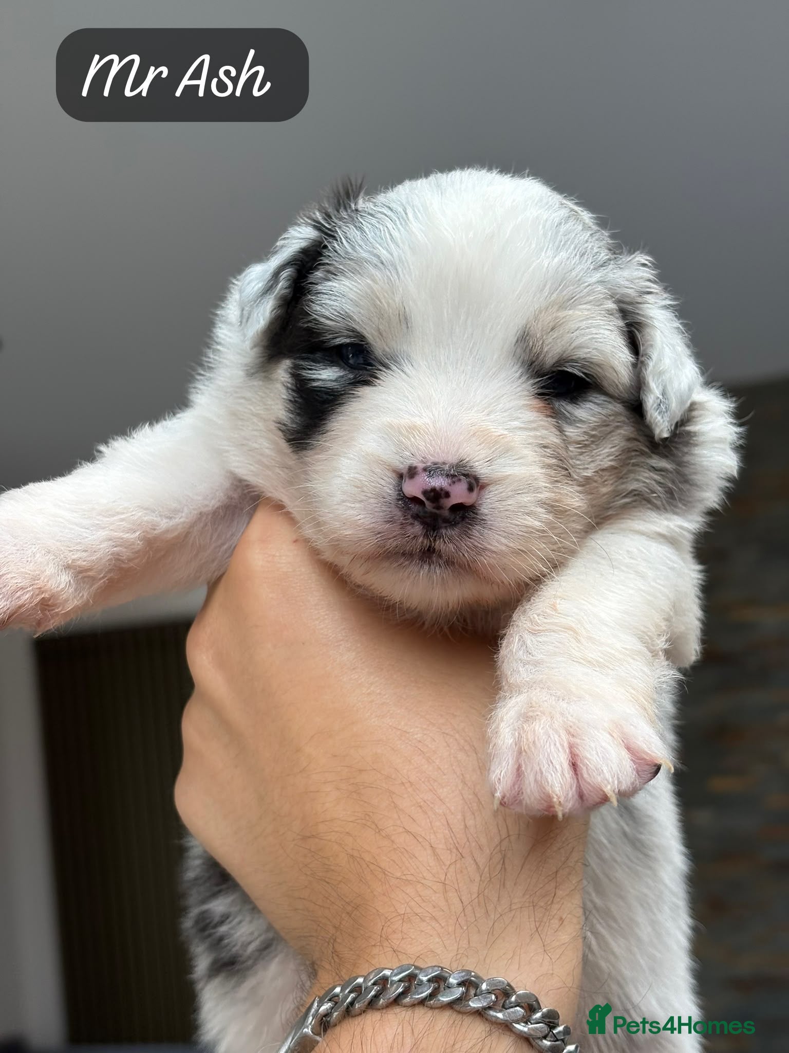Australian Shepherd dogs Outstanding Merle/Black Tri KC Reg Puppies  - Advert 3
