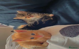 Mixed Breed cats for sale: 4Adorable Longhair Kittens-ready late Sep - Image 8