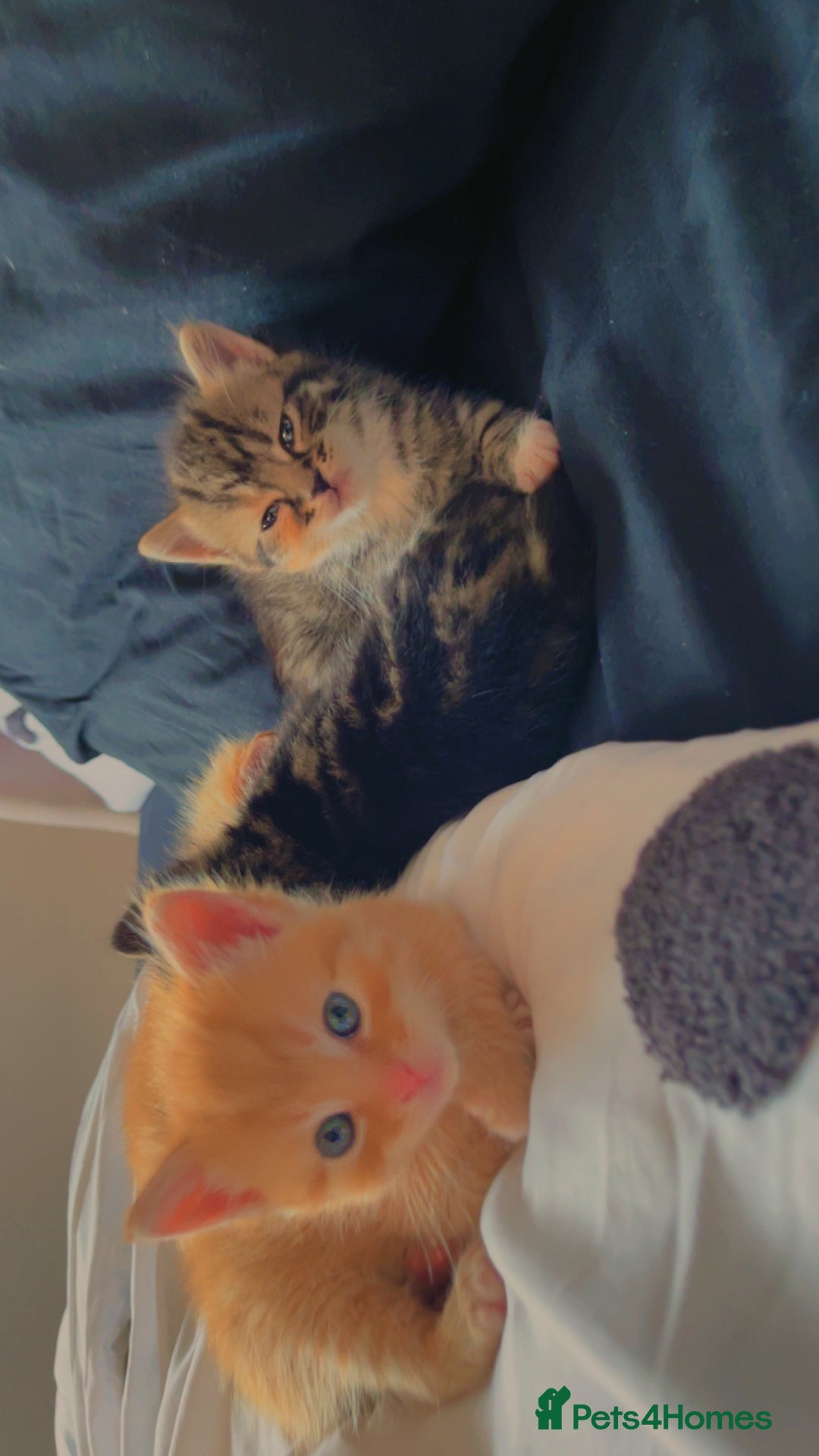 Mixed Breed cats for sale: 4Adorable Longhair Kittens-ready late Sep - Image 8