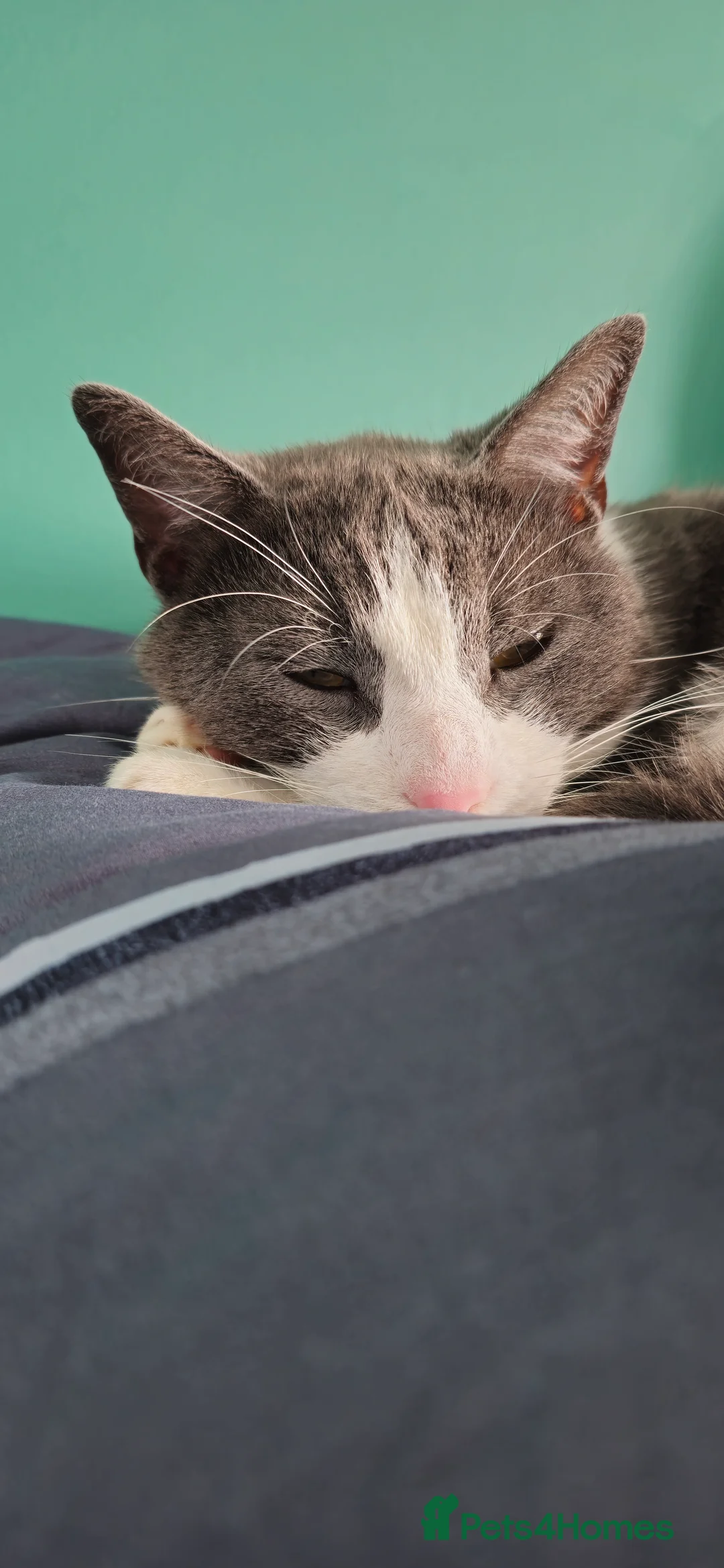 Mixed Breed cats for sale: Juno 7 years old - Advert 6