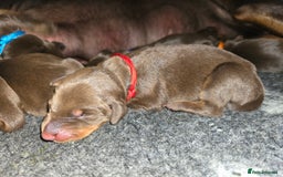 Dobermann dogs for sale: *HEALTH TESTED,HOME REARED,STUNNING DOBERMAN PUPS - Image 12