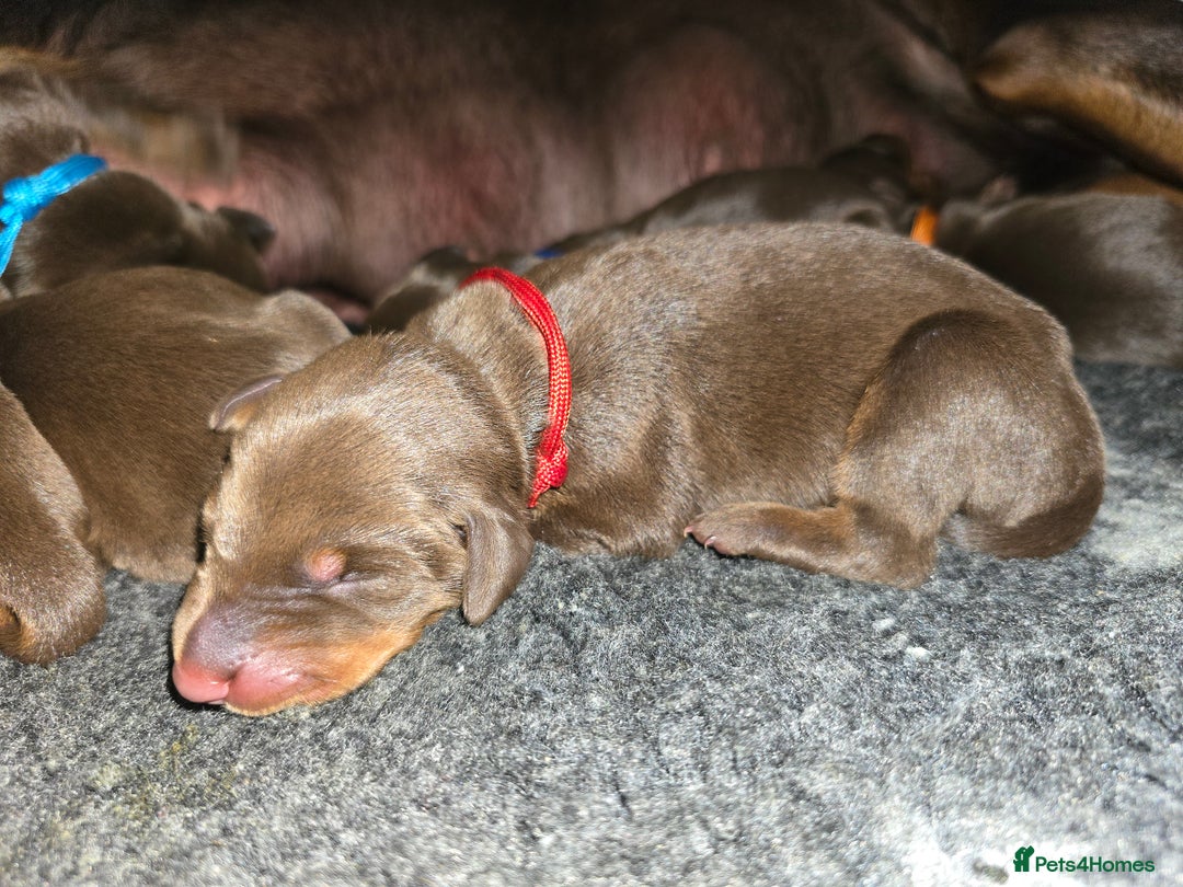 Dobermann dogs for sale: *HEALTH TESTED,HOME REARED,STUNNING DOBERMAN PUPS - Image 12