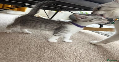 Mixed Breed cats - Advert 5
