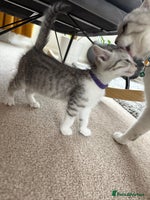 Mixed Breed cats - Advert 3