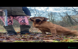 Mixed Breed dogs for sale: Hungarian Vizsla - Image 5