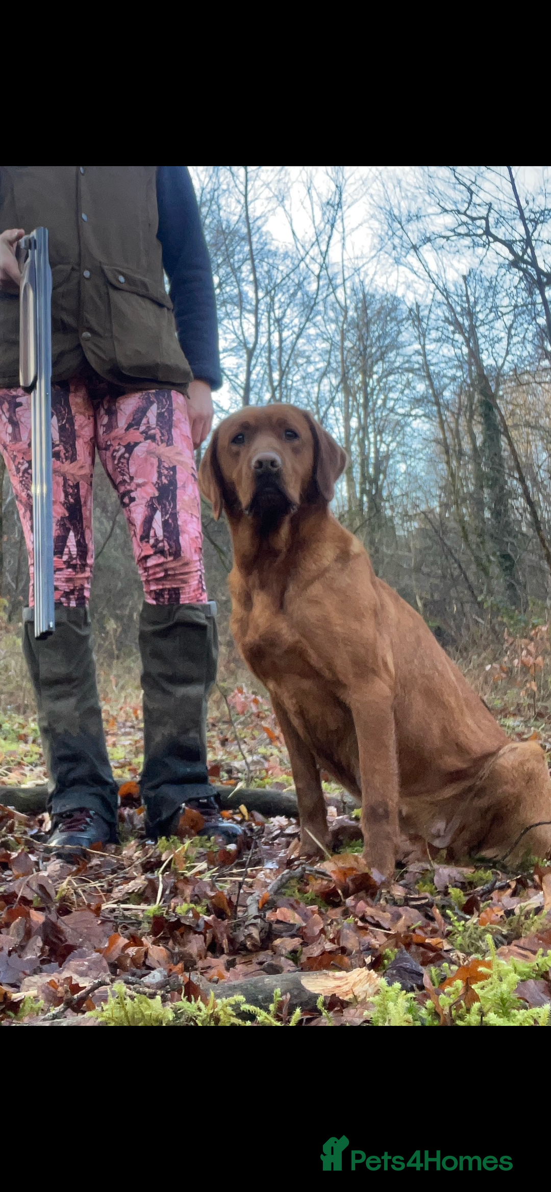 Mixed Breed dogs for sale: Hungarian Vizsla - Image 5