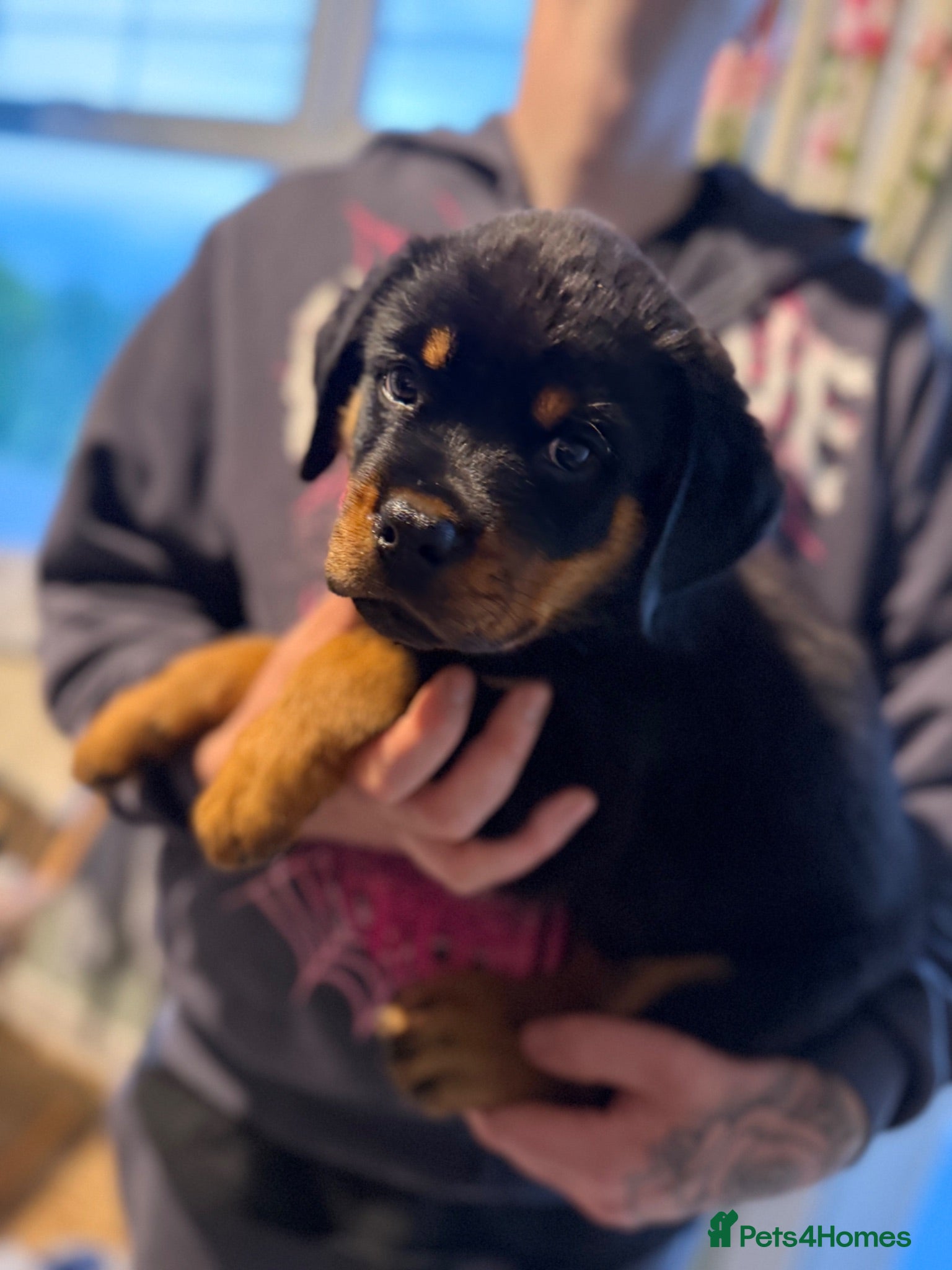 Rottweiler dogs 🐾 Beautiful Rottweiler male puppy ready to go 🐾 - Advert 2