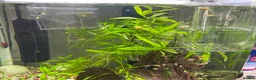 Mollies fish for sale: Assorted baby Mollies for Sale.  - Advert 4
