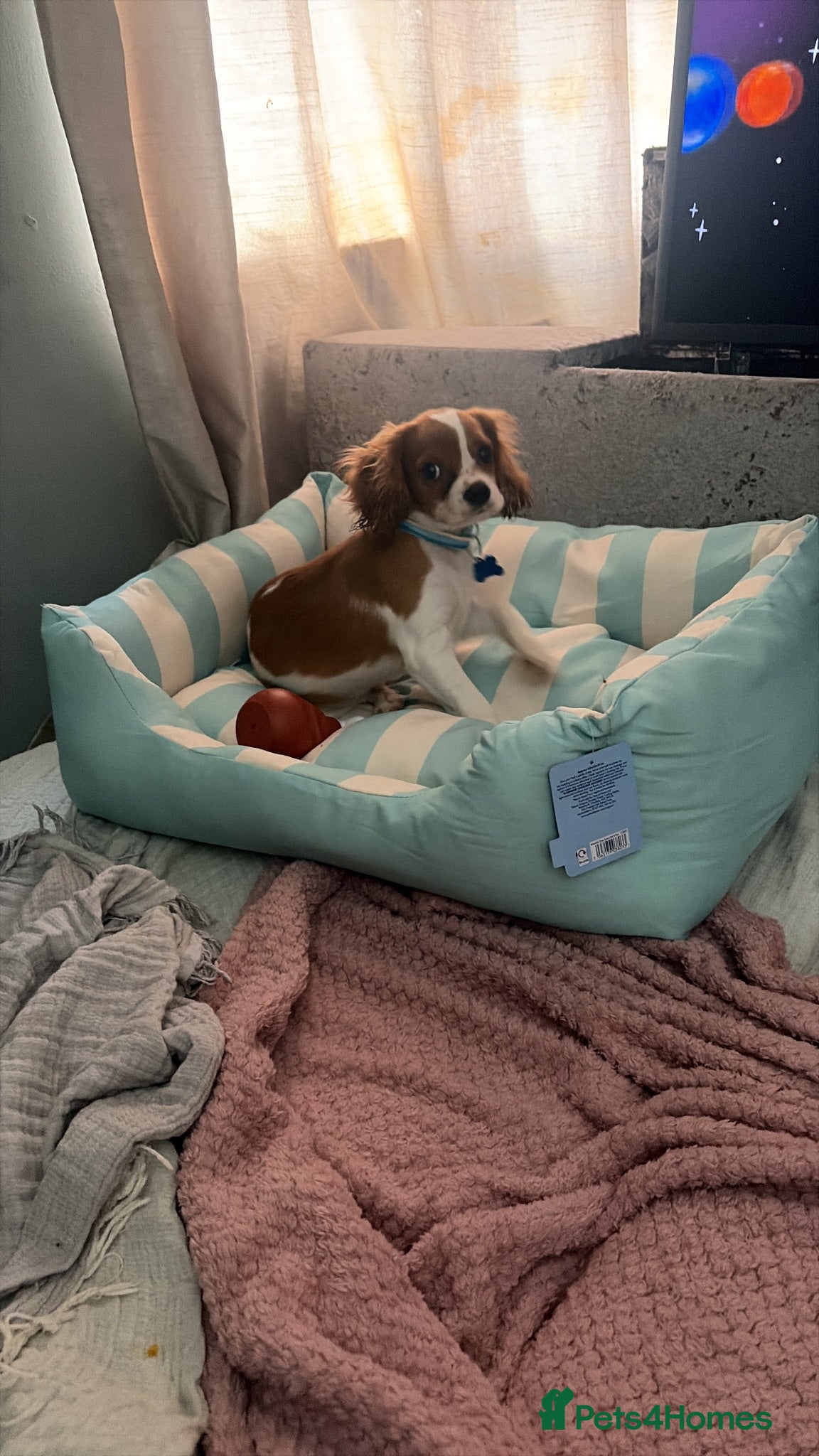 Cavalier King Charles Spaniel dogs Puppy King Charles - Advert 1