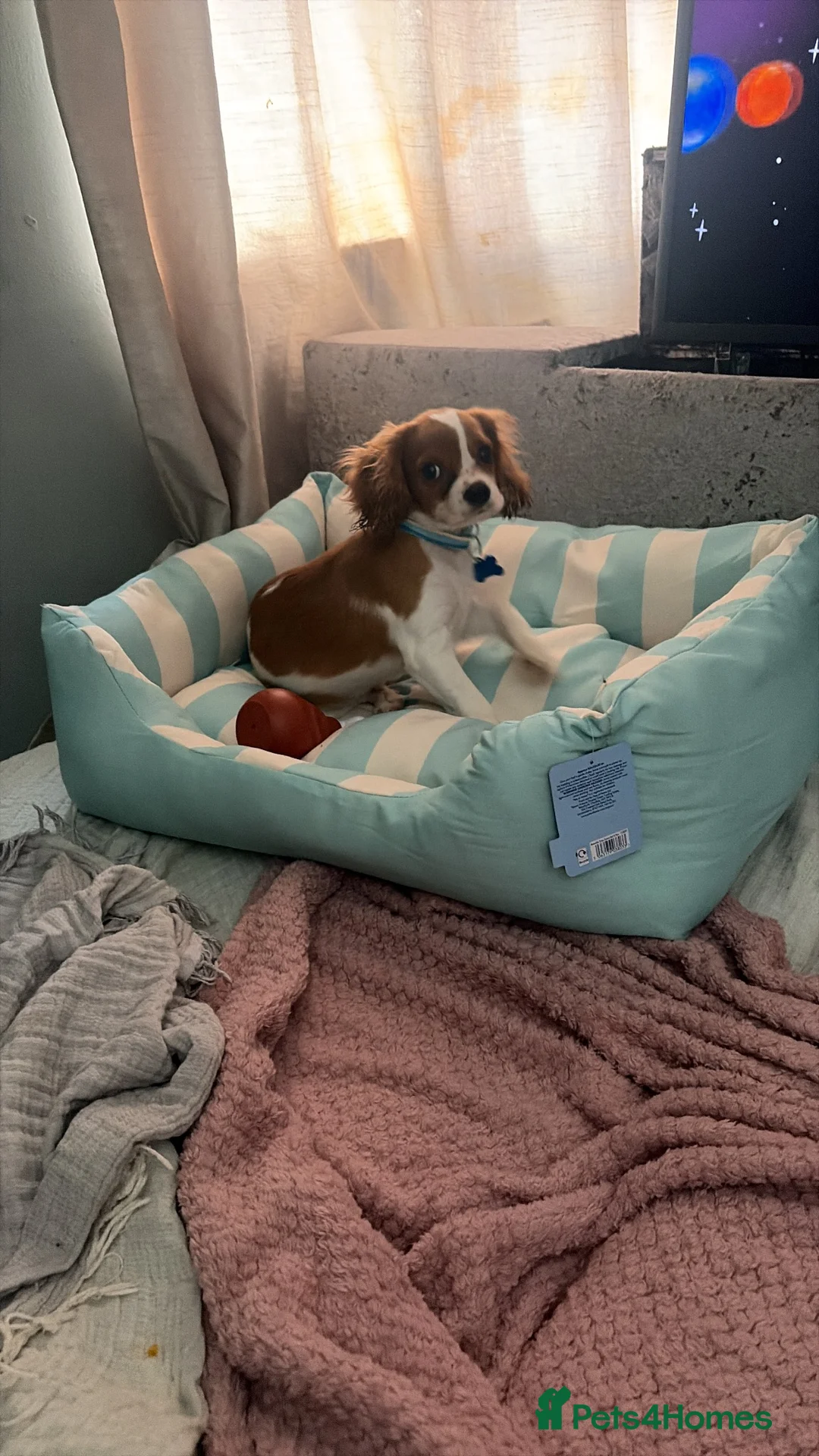 Cavalier King Charles Spaniel dogs for sale: Puppy King Charles - Advert 1