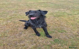 Mixed Breed dogs for sale: Shepadoodle  - Image 2