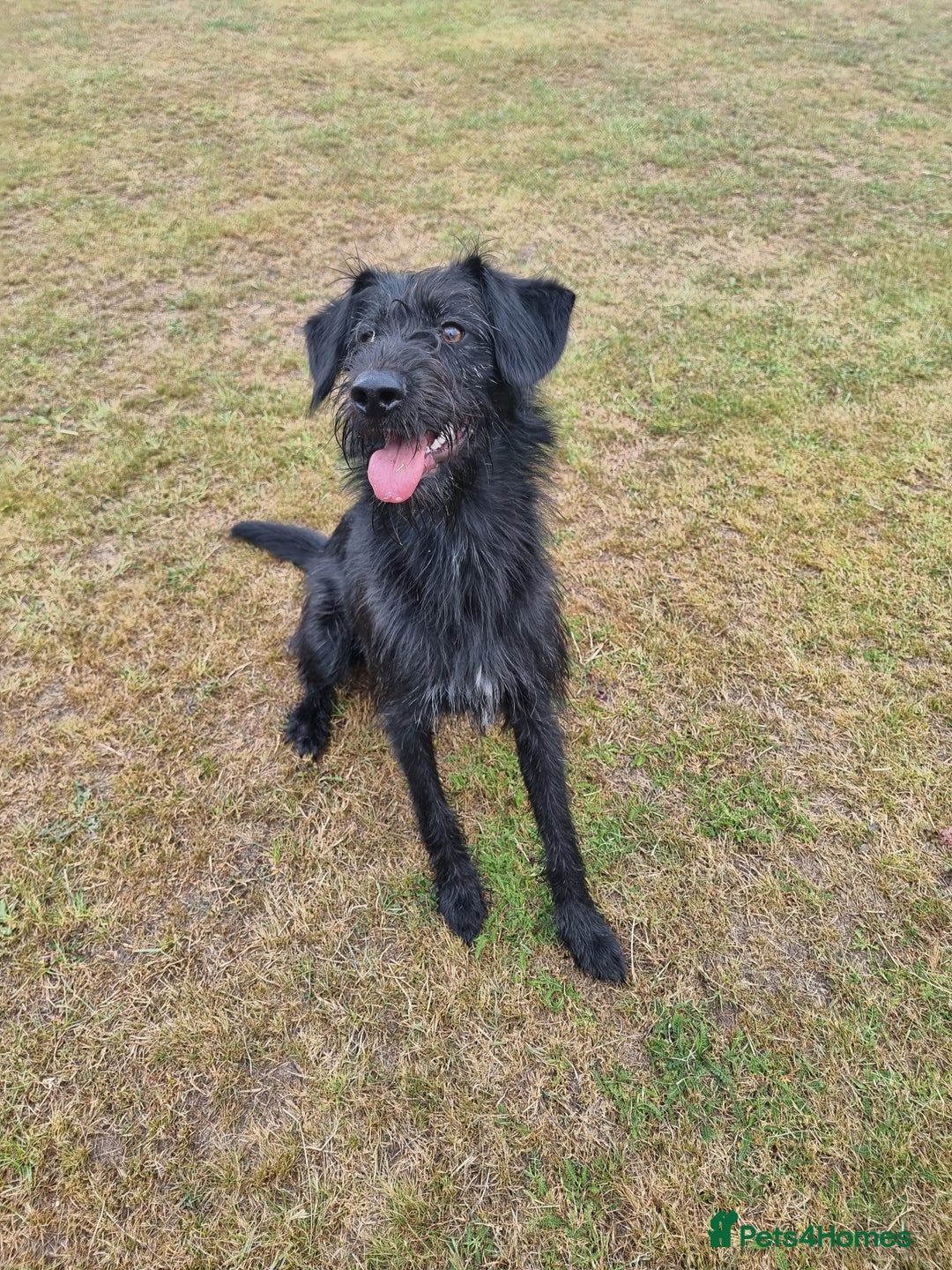Mixed Breed dogs for sale: Shepadoodle  - Image 2