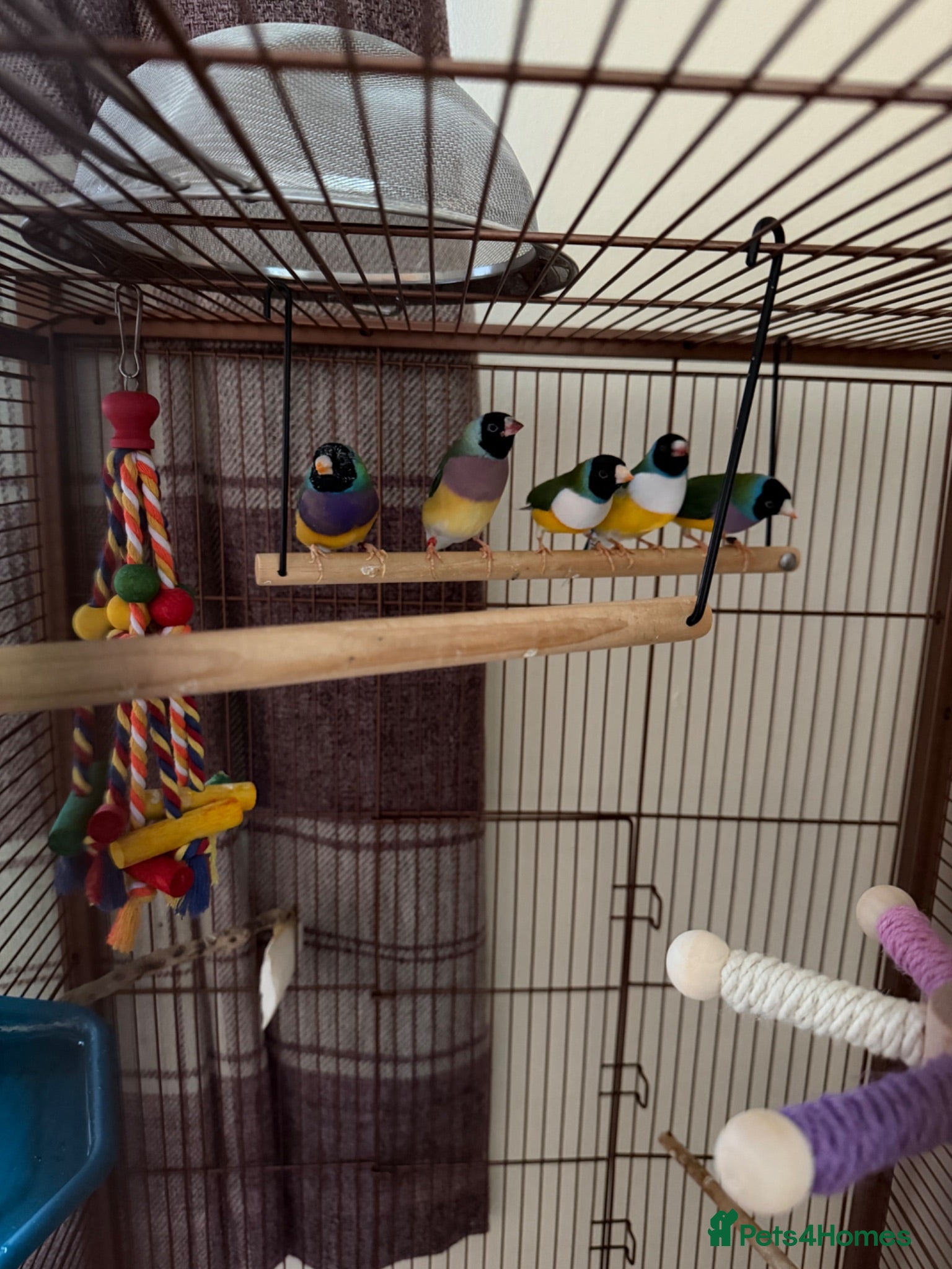 Finches birds Two young Gouldian finches  - Advert 7