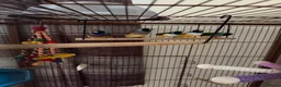 Finches birds for sale: Two young Gouldian finches  - Advert 1