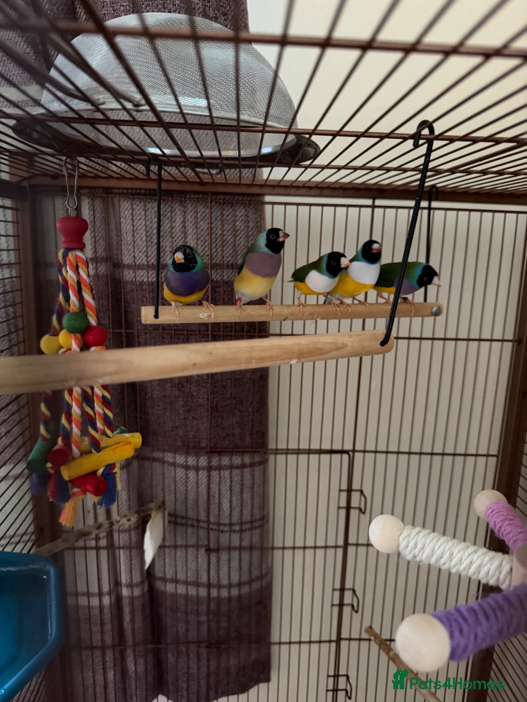 Finches birds for sale: Two young Gouldian finches  - Advert 1