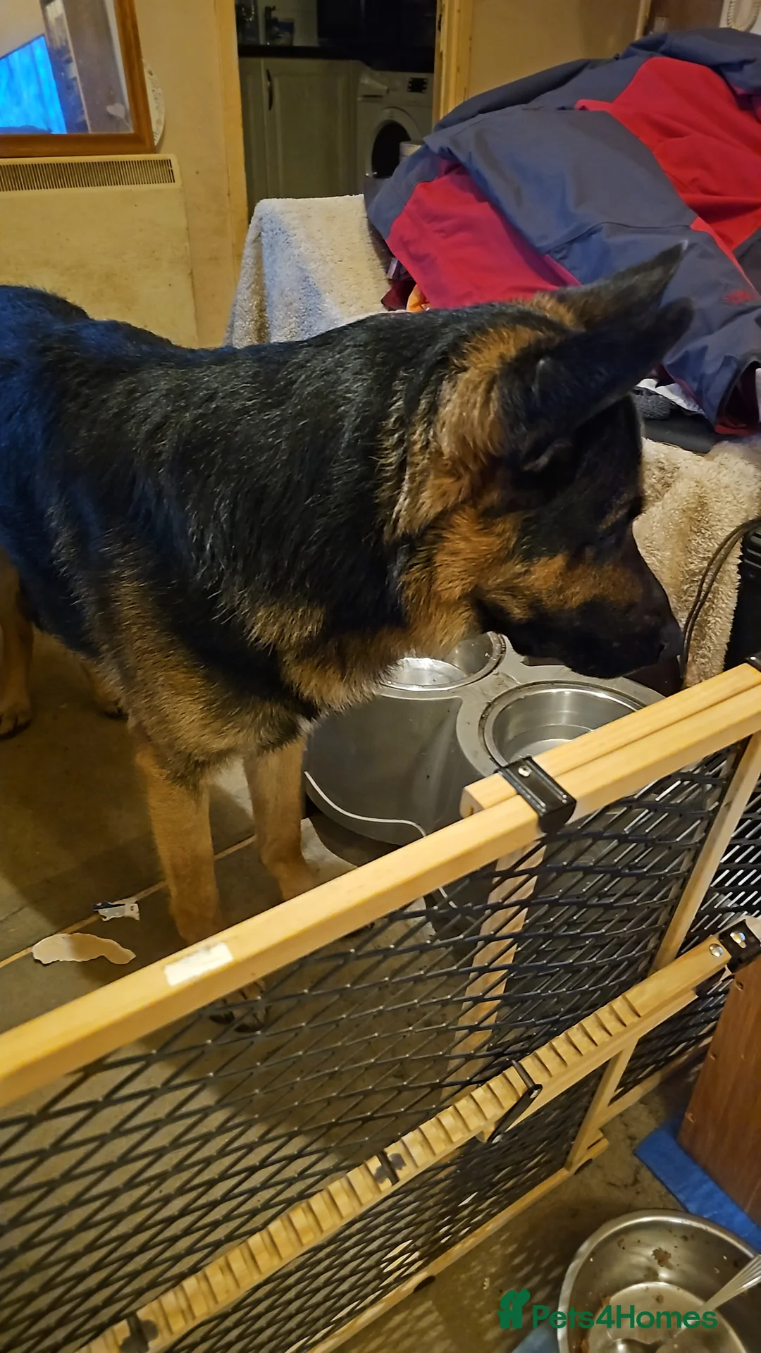 German Shepherd dogs for sale: 9 beautiful pure bred German Shepherd puppies - Advert 8