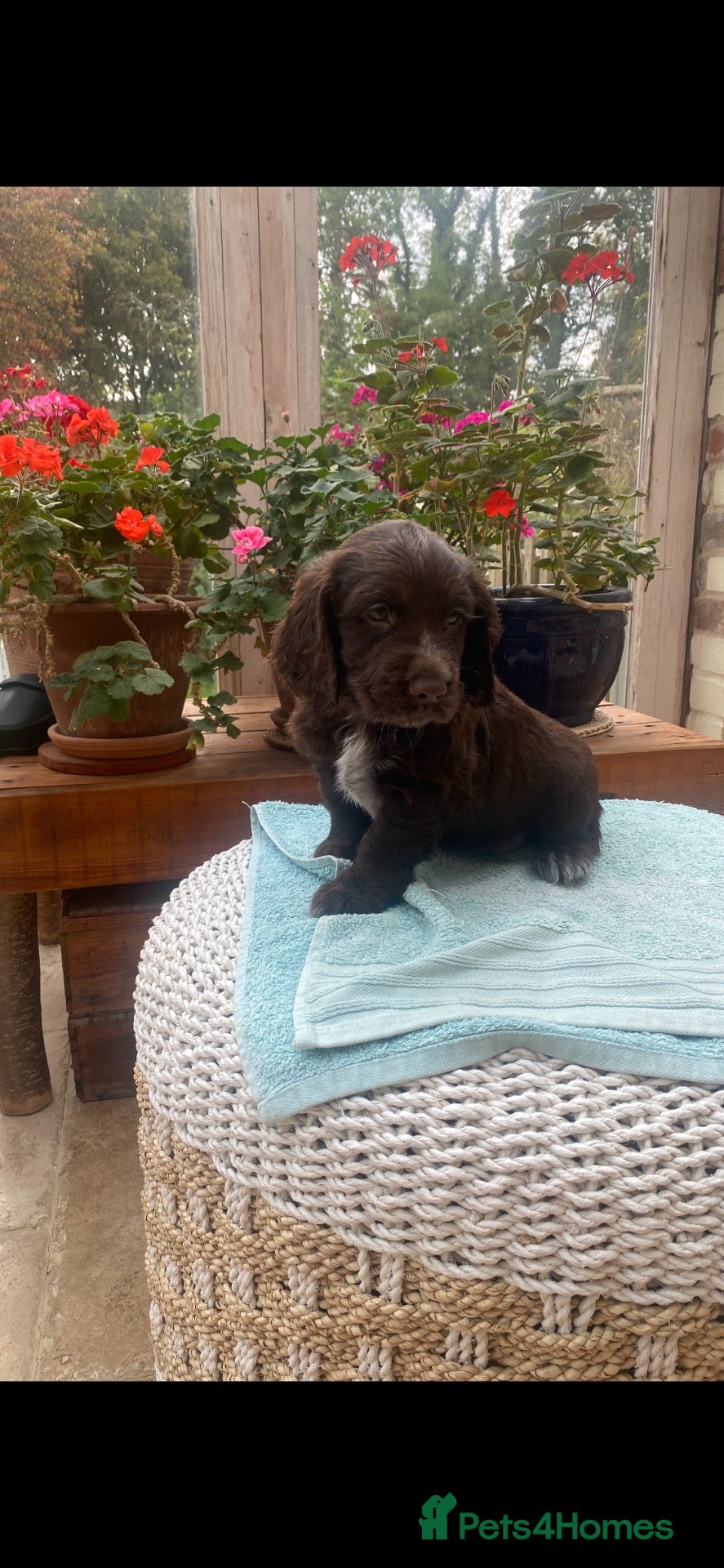 Cocker Spaniel dogs Two handsome chocolate brown and golden males  - Advert 1
